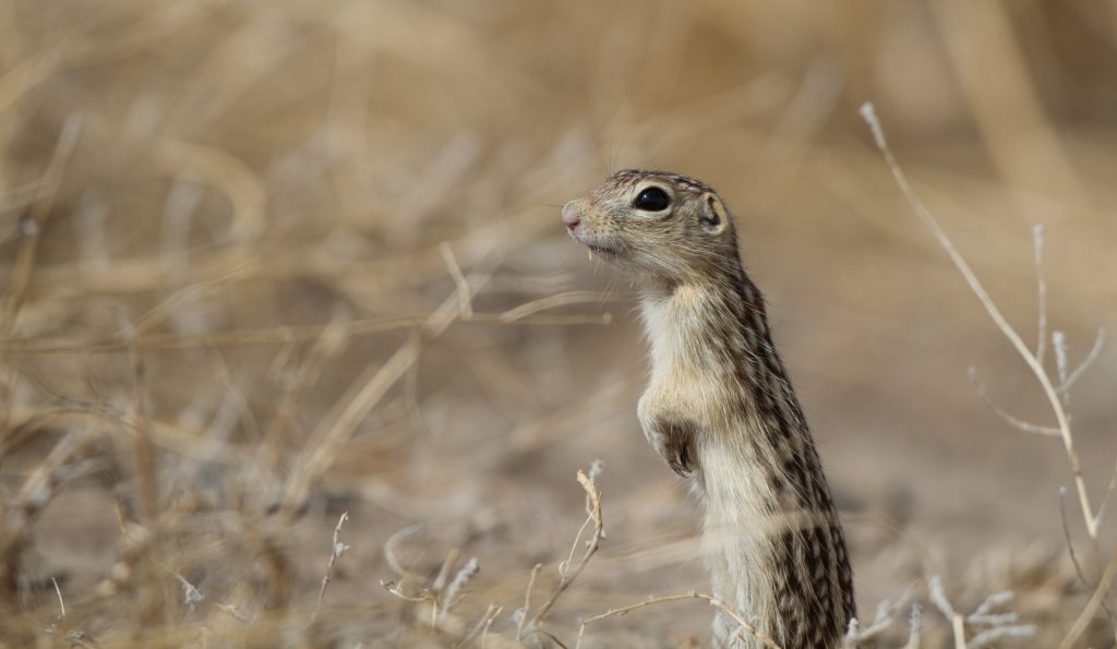 Thirteen-lined ground squirrel standing alert in prairie grass — the hibernating animal whose cardiac genes inspired Fauna Bio's heart failure drug candidate Faun1083